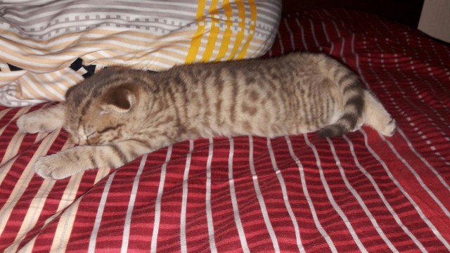 Котовторник 9.01.2018