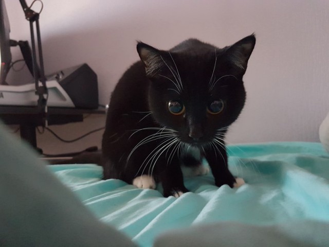 Прикольных котов пост