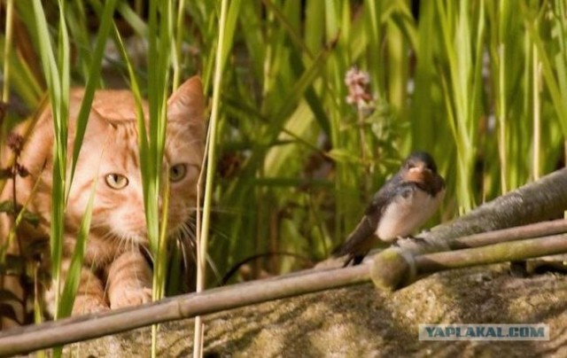 Котовторник на ЯПлакалъ (20.05.08), прикольные коты, добавляем свои!