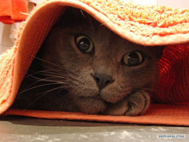 Уррааа! Котовторник на ЯПлакалъ!