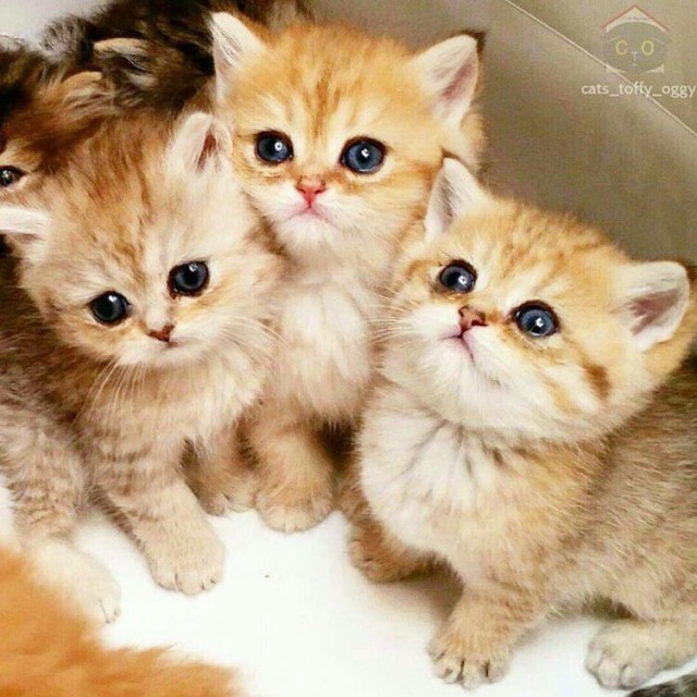 Немного милоты