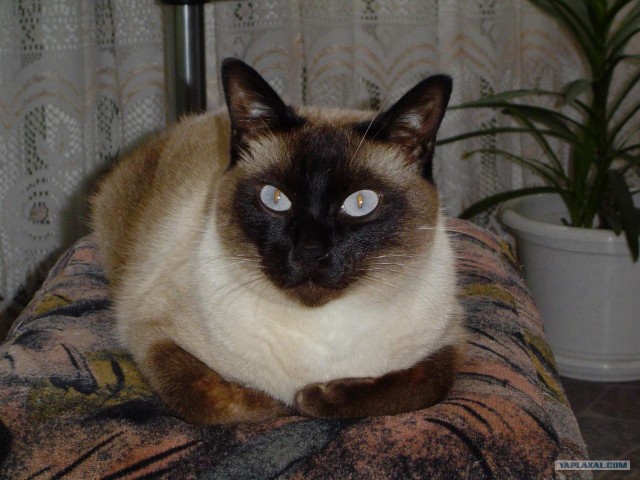 Кот Нельсон