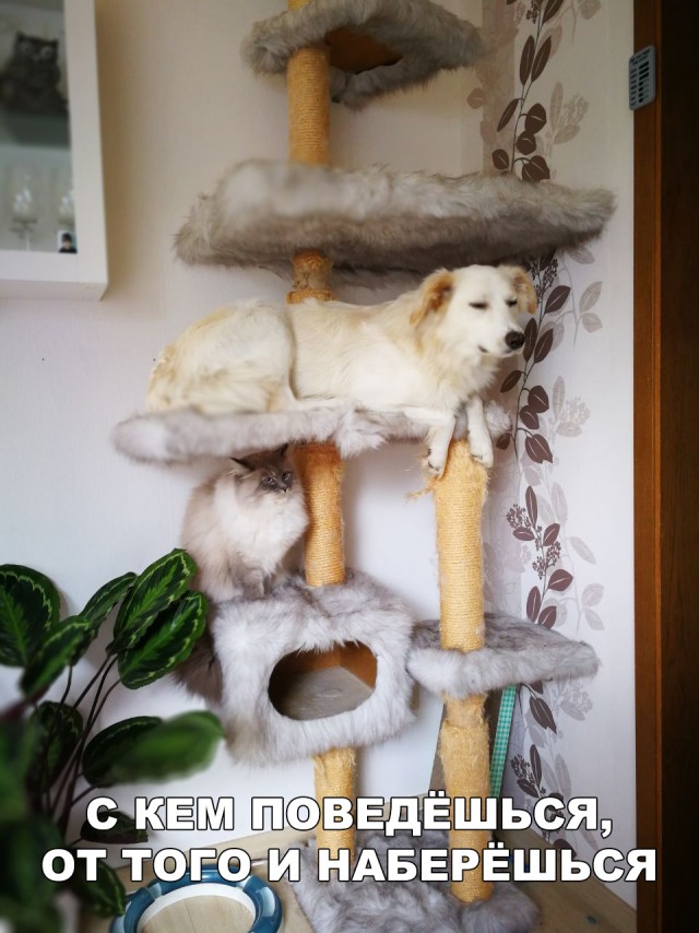 Милые животные. Мимиметр сломался