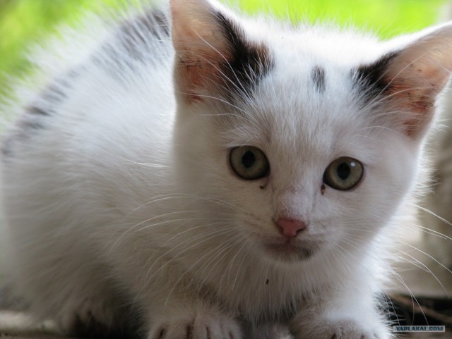 Котовторник. А как же?!