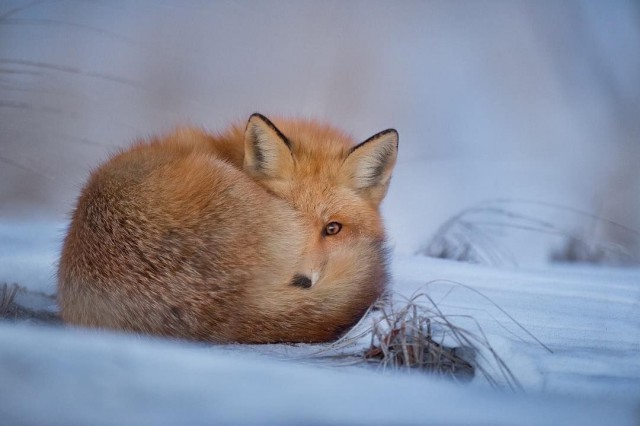 Милые животные. Мимиметр сломался