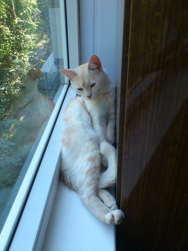Сонный Котовторник