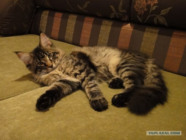 Котовторник 06.12.2011