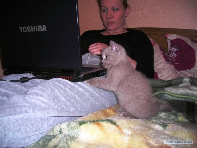 Котовторник 24.04.2012