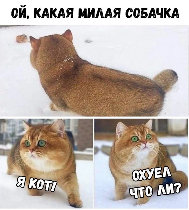 Немного милоты