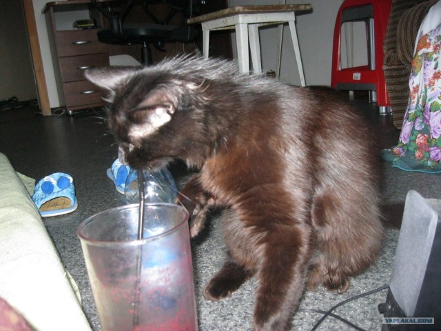 Котовторник  19.06.2012
