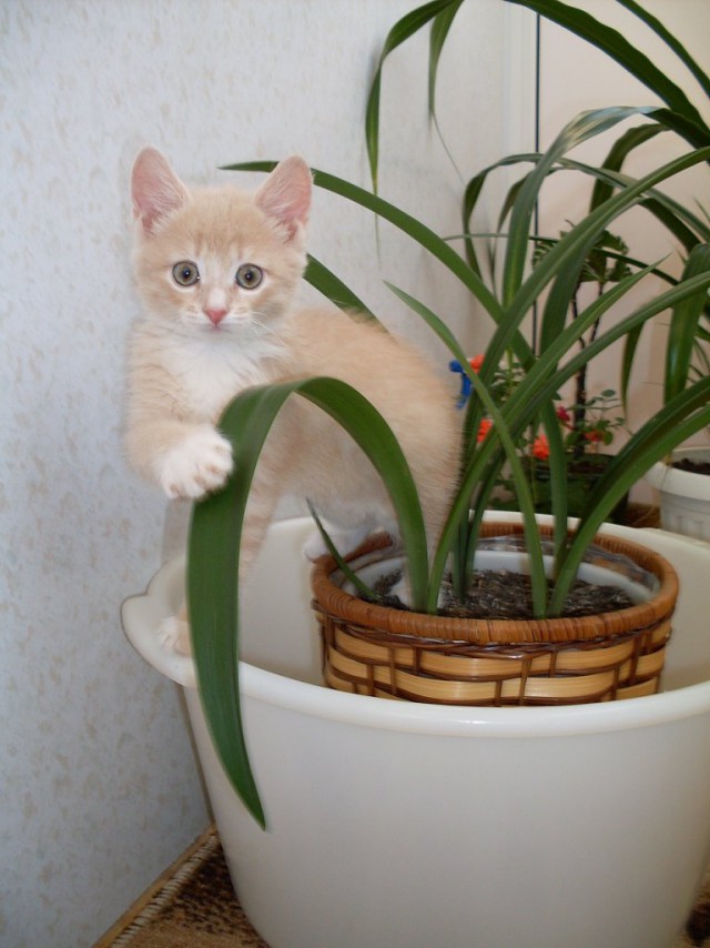 Живность из сети
