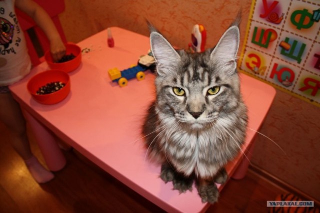 Котовторник  4.09.12
