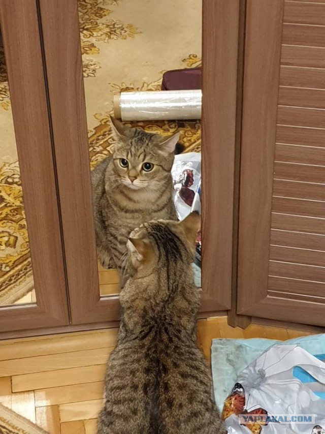Забавные фото котеек