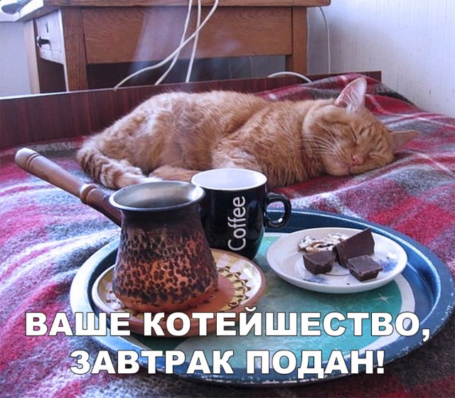 Забавные фото котеек