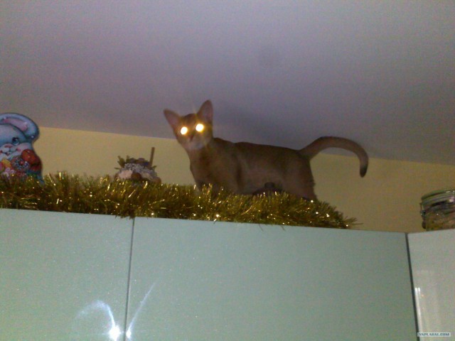 Новогодний Котовторник 01.01.2013