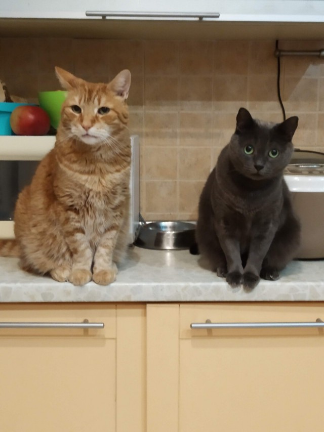 Котенька и лук