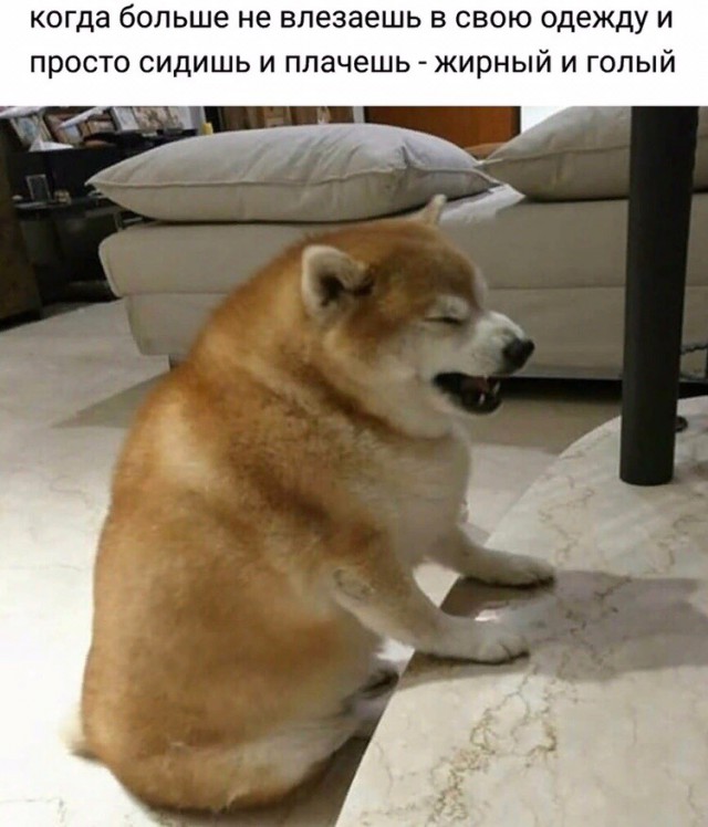 Милые животные. Мимиметр сломался