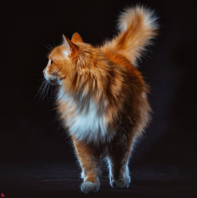 Забавные фото котеек