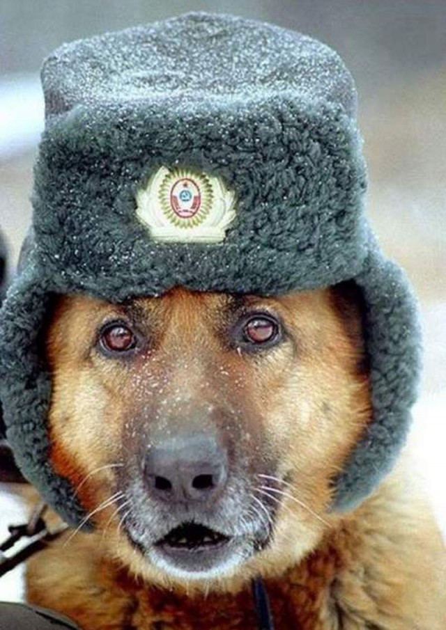И всё-таки она наша. Лента картинок