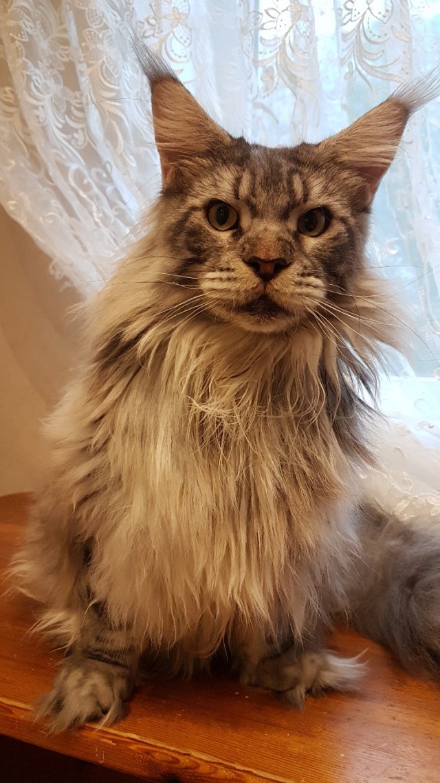 Котовторник однако