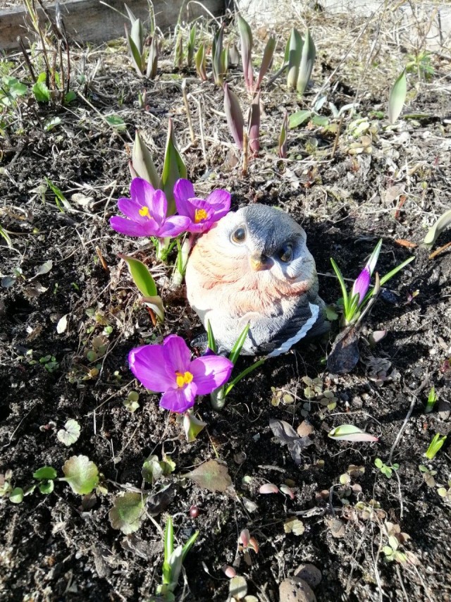 Живность из сети