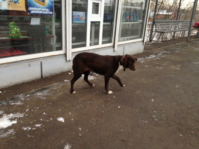Живность из сети