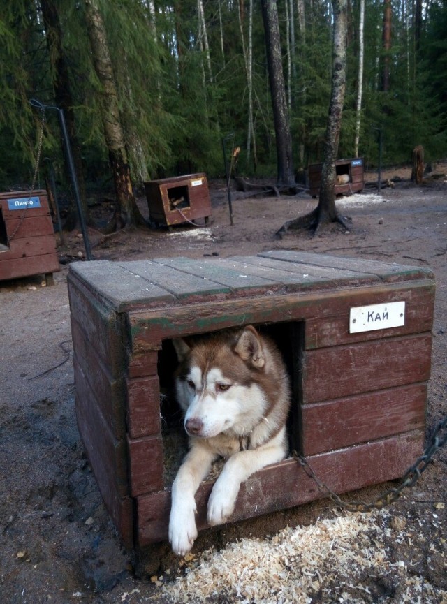 Живность из сети