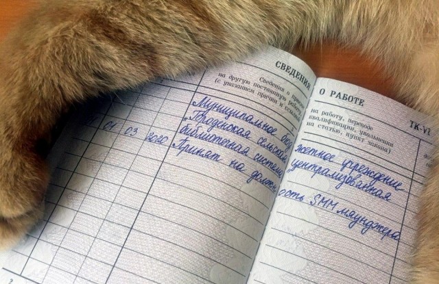 В библиотеке Тверской области SMM-менеджером "работает" кот