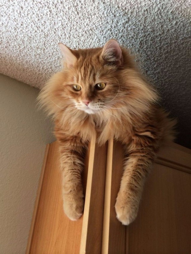 Коты из сети