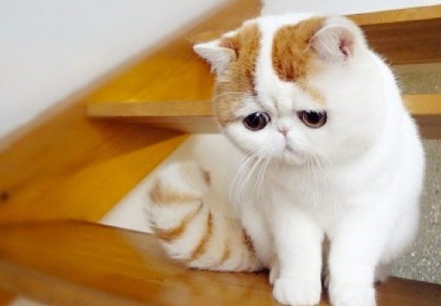 Про котов