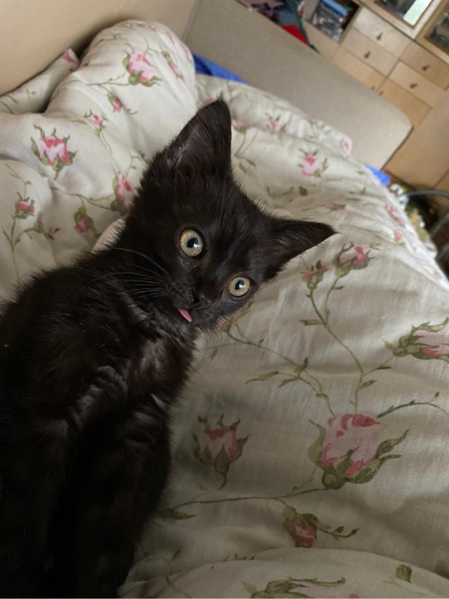Победители конкурса фотографии Comedy Pet Photo Awards 2020