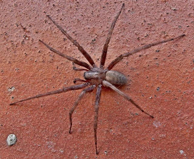 Кормим олежика