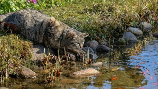 Если кот Дизель спит, Значит кот Дизель сыт