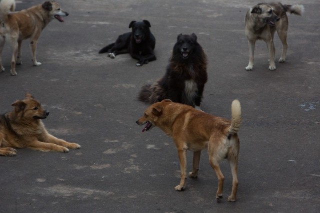 Почему в Якутске годами не могут решить проблему с бездомными собаками?