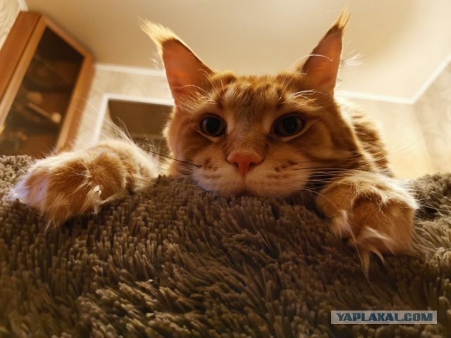 Котовторник. Добавляйте своих