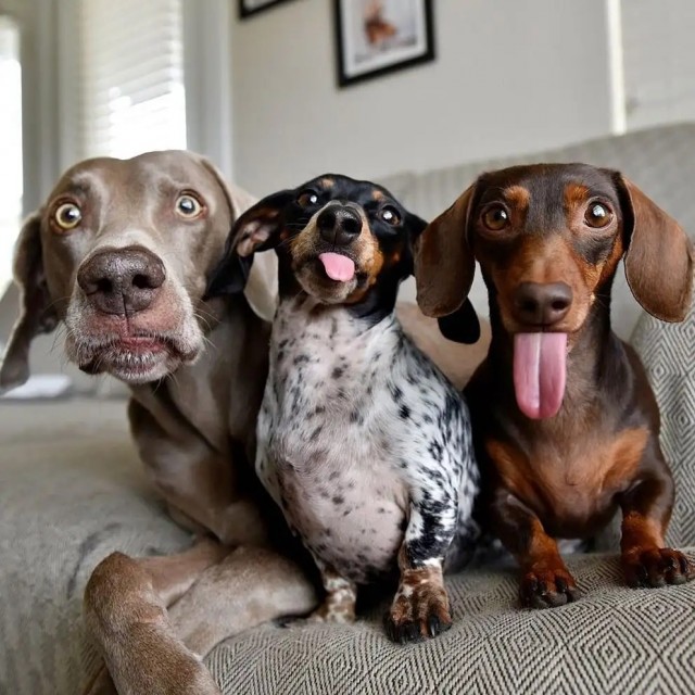 Собачья милота 11.03.21