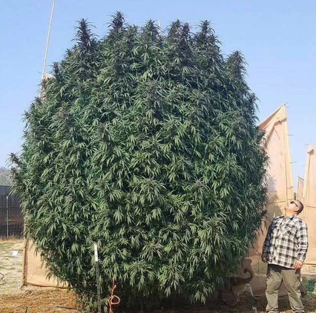 Мимоза