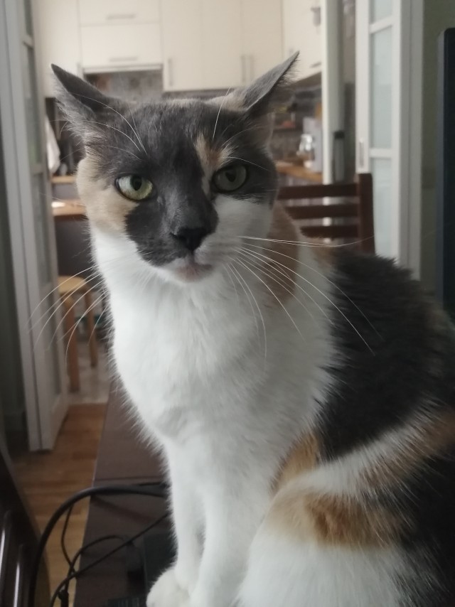Даешь котовторник!