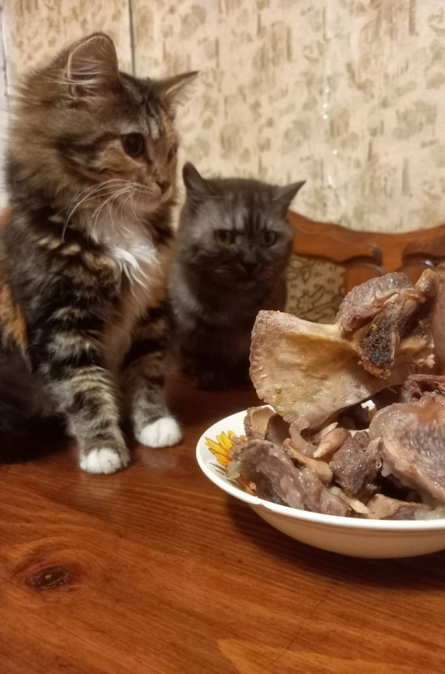 Вторник. Кото-вторник...