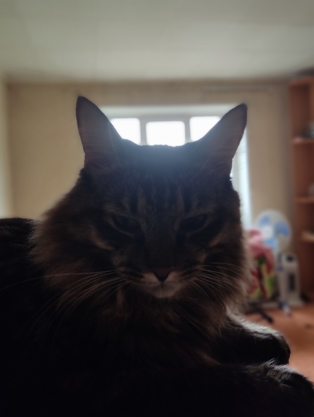 Котовторник же уже наступил?