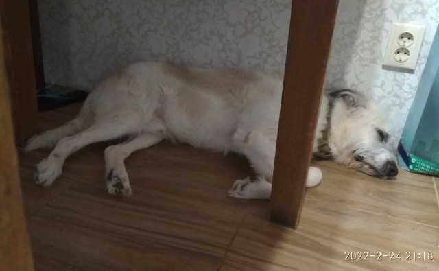 Собакочетверг без собак