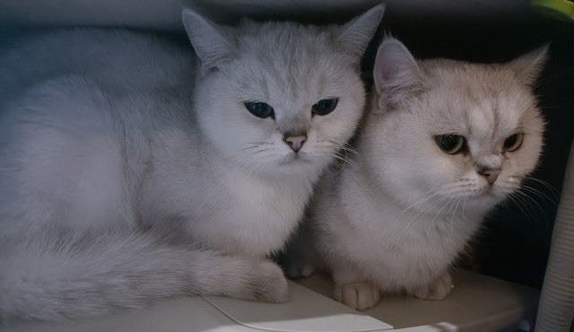 Котознатоки и котолюбители, созываю совет