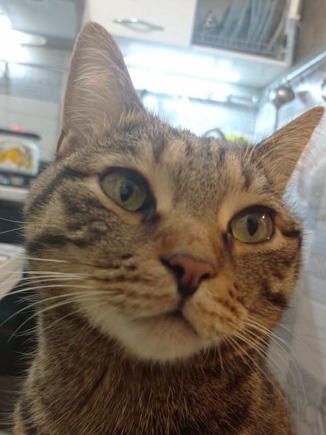 Котовторник