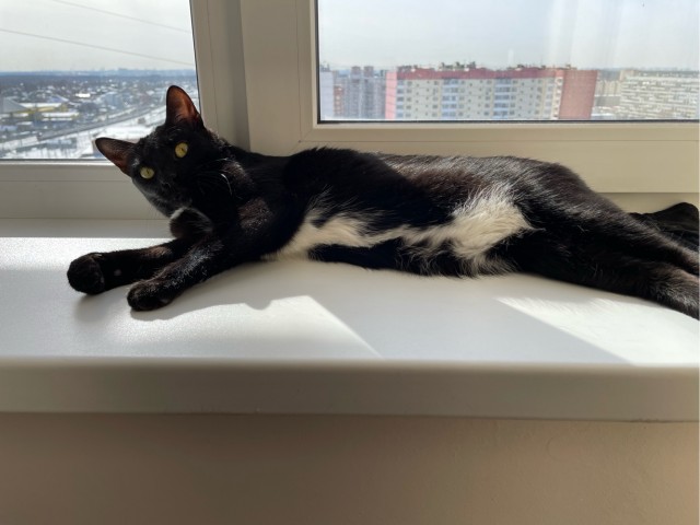 А это мой котан к котовторнику