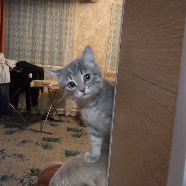 Котомафия