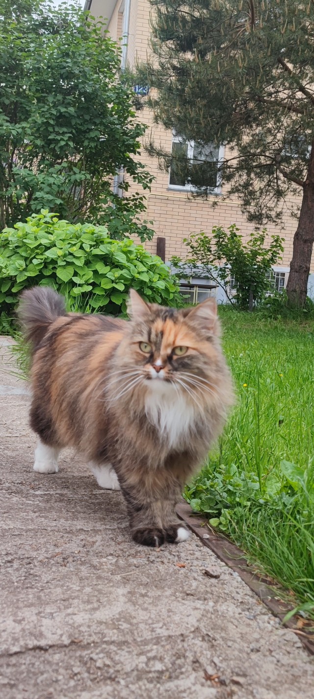 Котовторнику быть