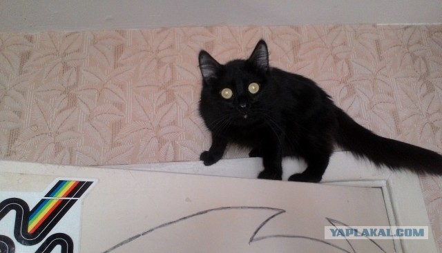 Начну котовторник чуть раньше!