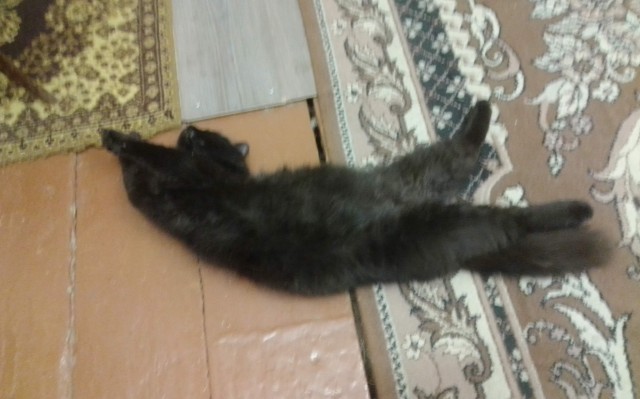 Ура! Котовторник.
