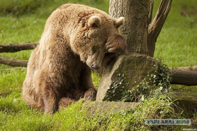 Испытания защитного костюма от медведей