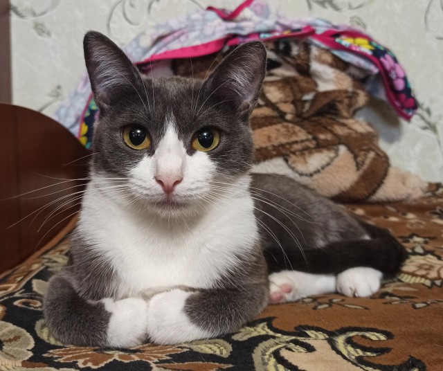 С Котовторником вас! Зовут Чеса!